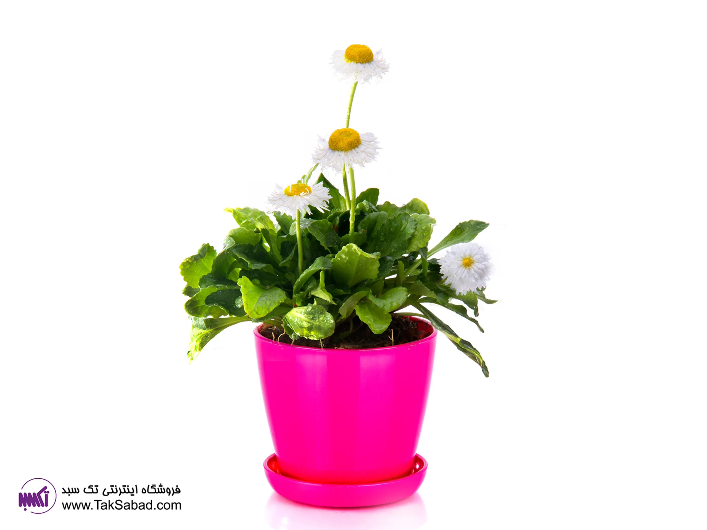 بذر مینا چمنی