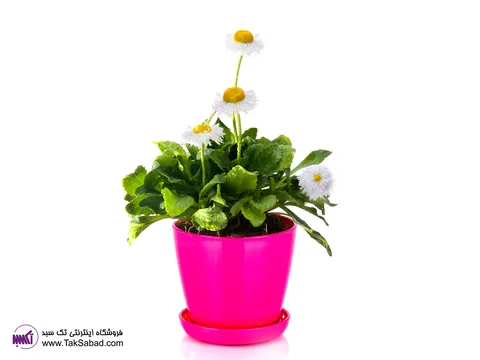 بذر مینا چمنی
