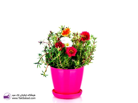 کاشت گل ناز آفتابی