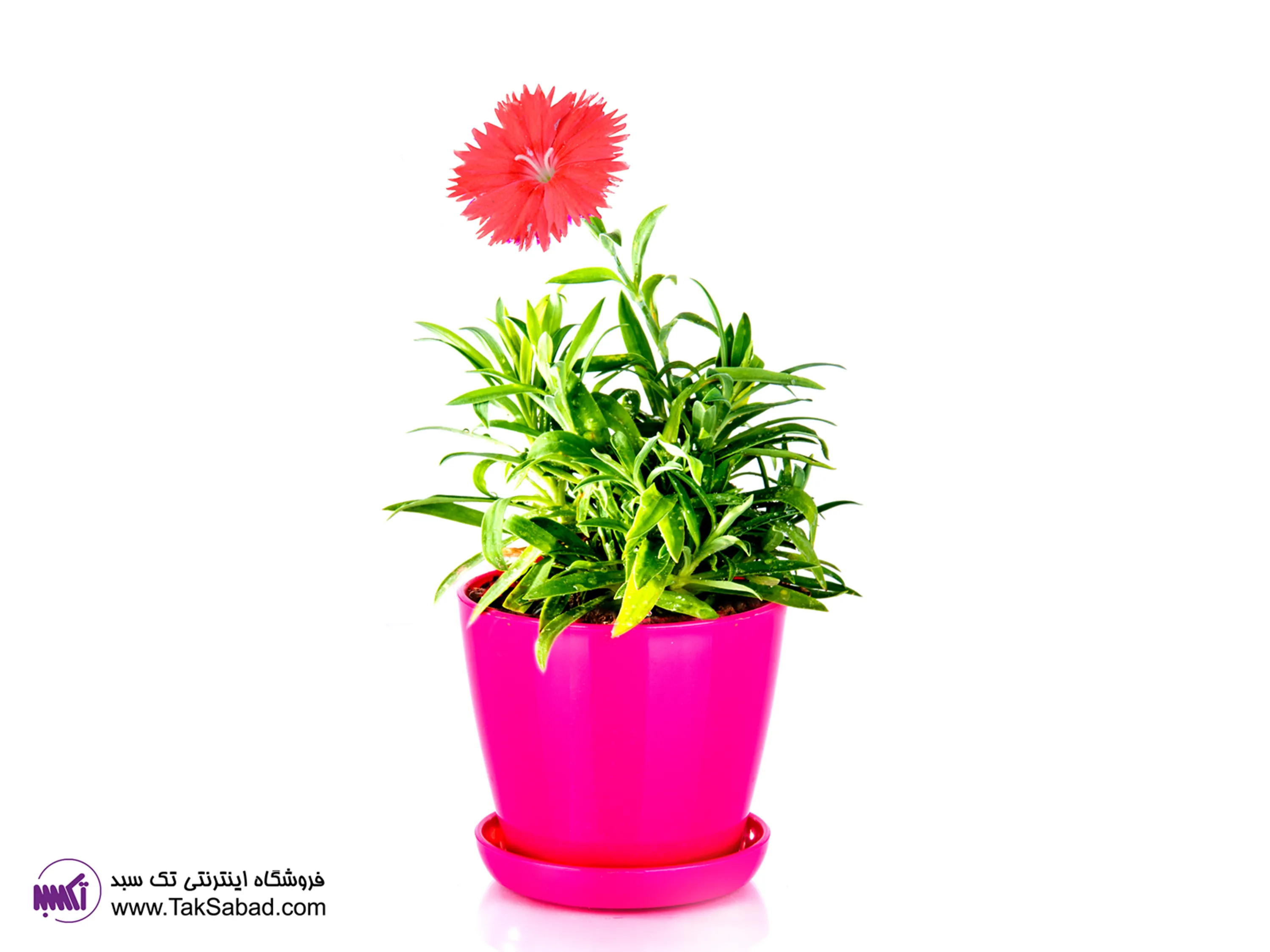 کاشت گل قرنفل