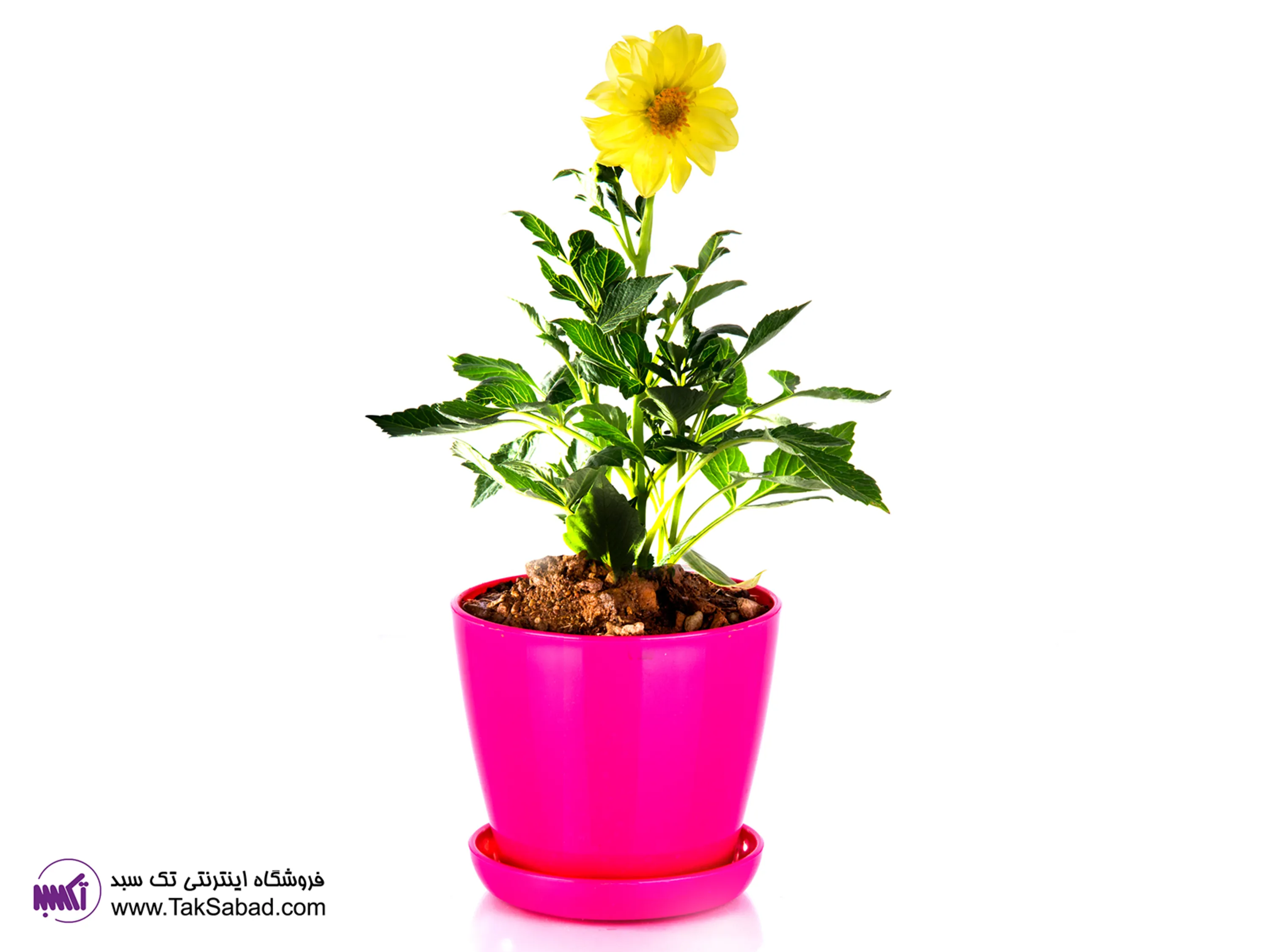 پرورش گل کوکب