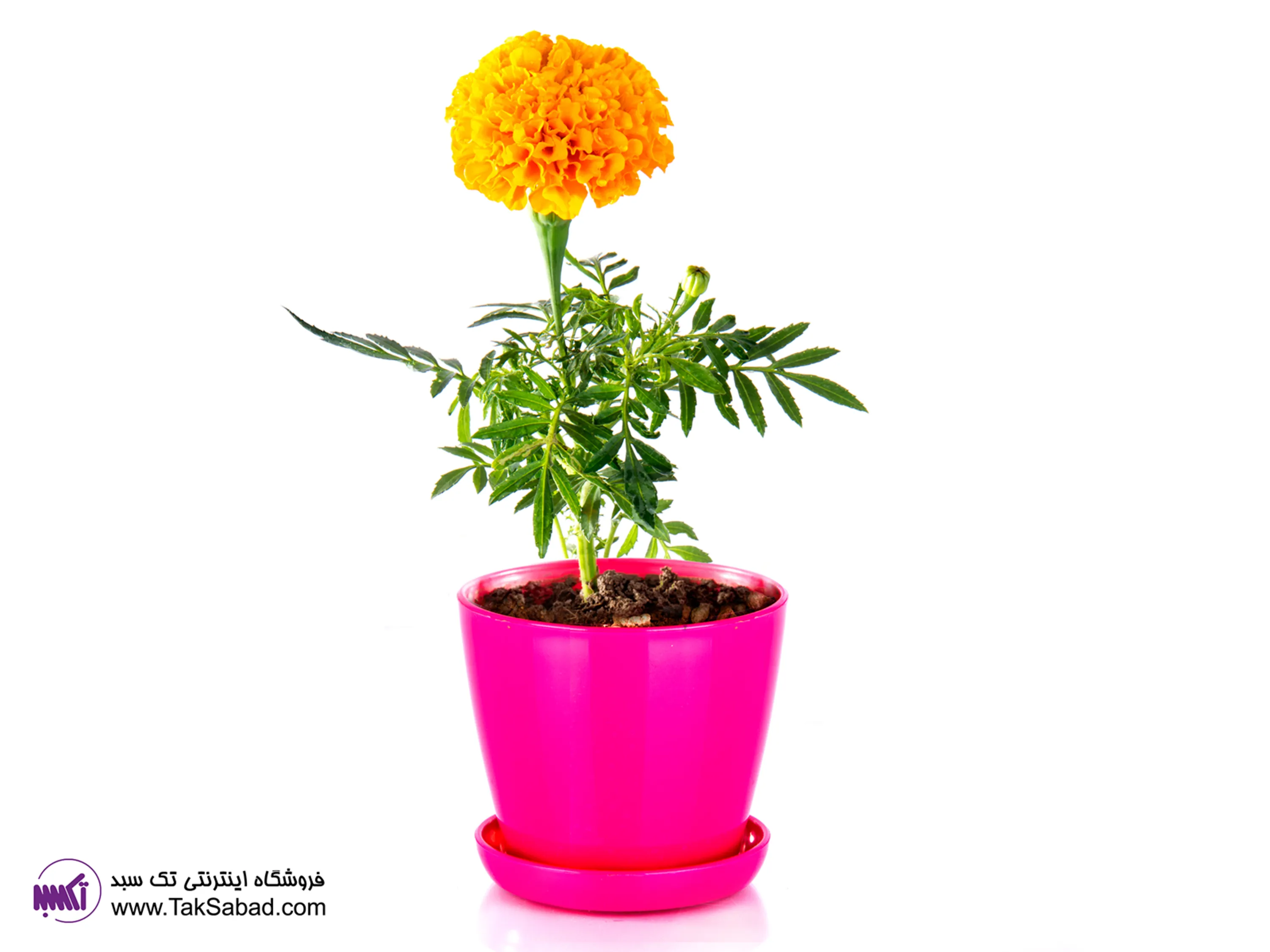 پرورش گل جعفری روش نگهداری گل چعفری