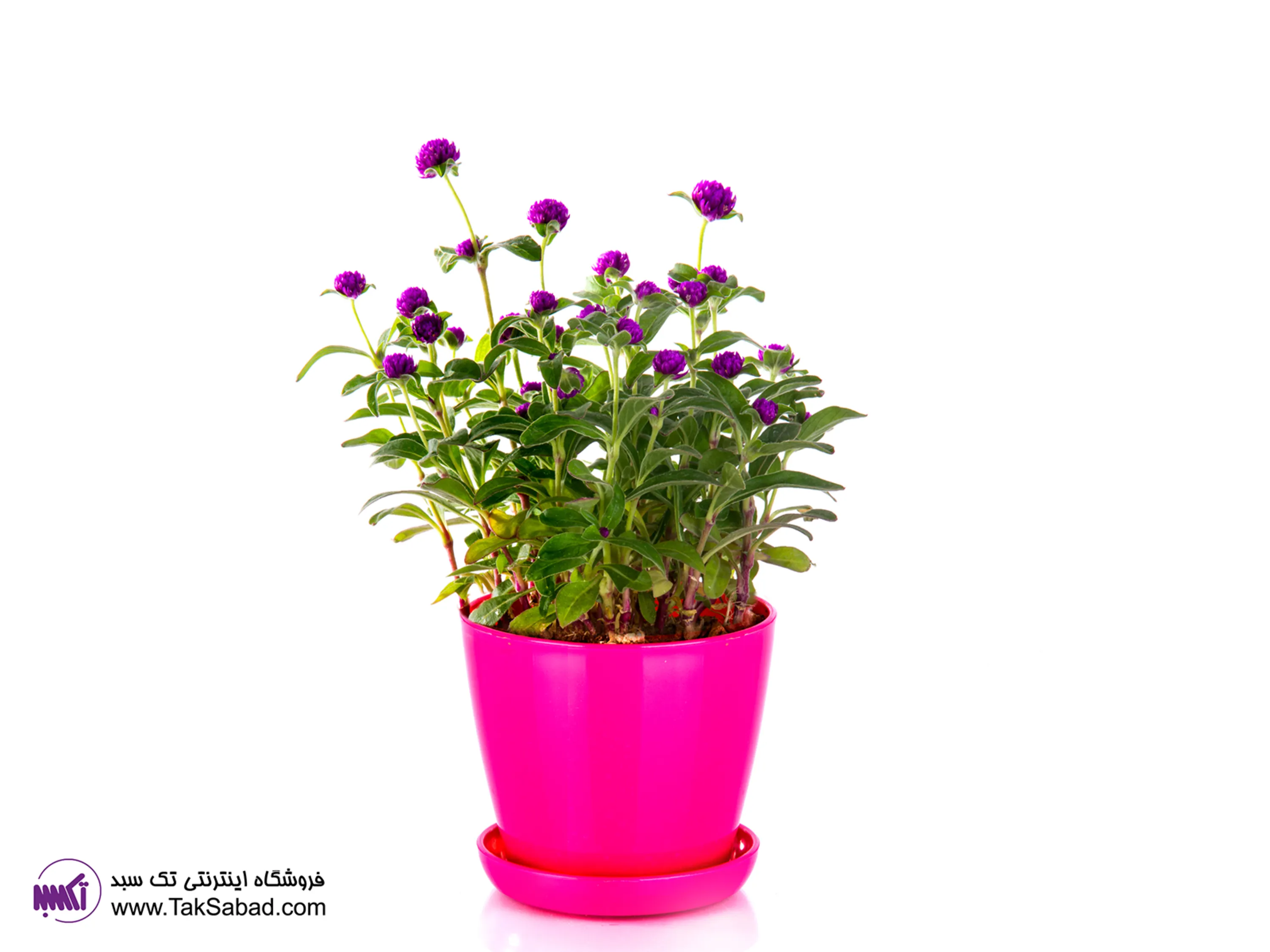 گل دکمه ای خرید گیاه گل دکمه ای