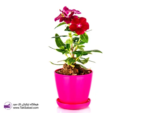 کاشت گل پریوش