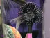 خرید برس bomb curle