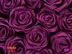 خرید باکس گل رز برای هدیه