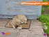 خرید جای خواب حیوانات خانگی